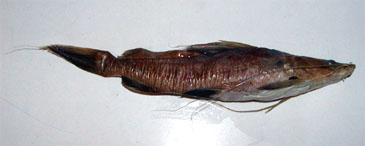 Record photograph for Bagrus filamentosus